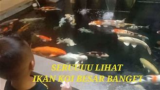 Ikan Koi Besar Banget